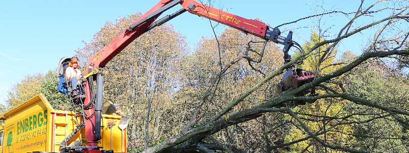 Baumdienst Enbergs Baumfällung